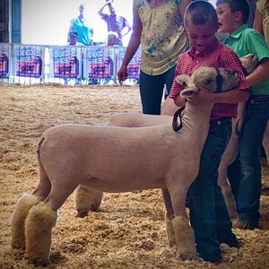 Aidan Butler, Pittsfield IL, Show Sheep