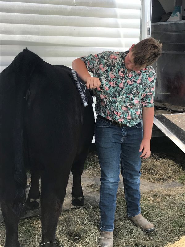 Alex Behymer, Mt. Sterling IL, Show Cattle