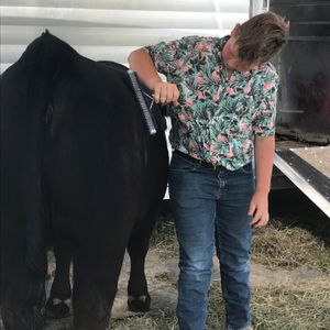 Alex Behymer, Mt. Sterling IL, Show Cattle