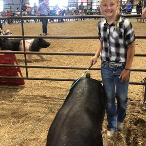 Emily Wray, Quincy IL, Show Pig