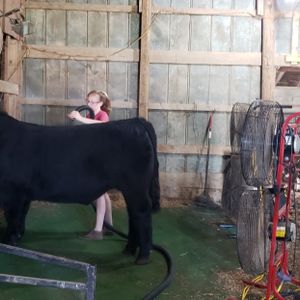 Hannah Longlett, Liberty IL, Show Cattle