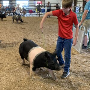 Kyle Wray, Quincy IL, Show Pig