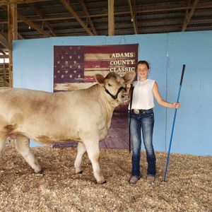 Lily Baker, Quincy IL, Show Cattle