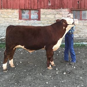 Mitchell Sparrow, Stronghurst IL, Show Steer