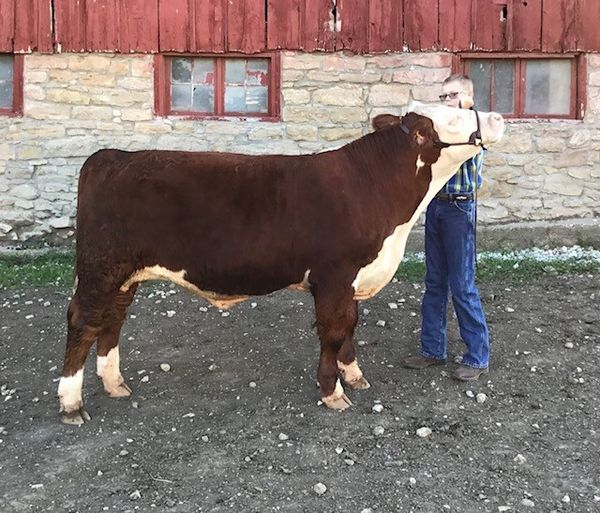 Mitchell Sparrow, Stronghurst IL, Show Steer