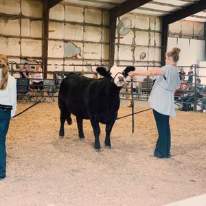 Olivia Knox, Ursa IL, Show Cattle