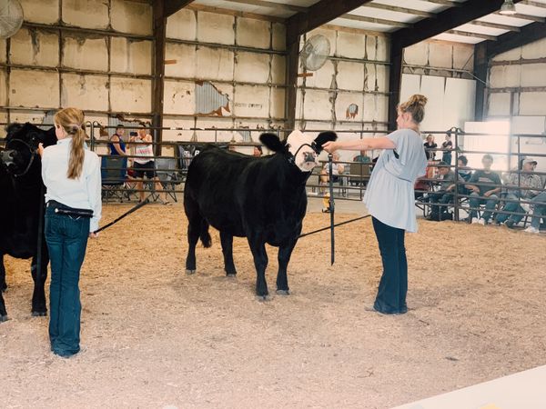 Olivia Knox, Ursa IL, Show Cattle