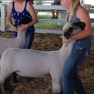 Tori & Lori Woods, Baylis IL, Show Sheep