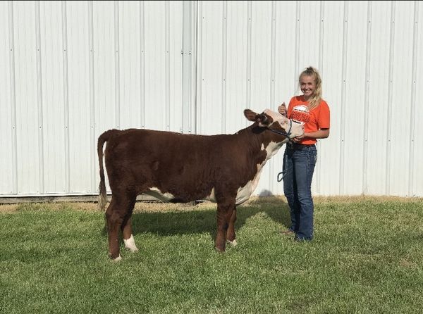 Jersey Hesse, Mendon IL, Show Steer